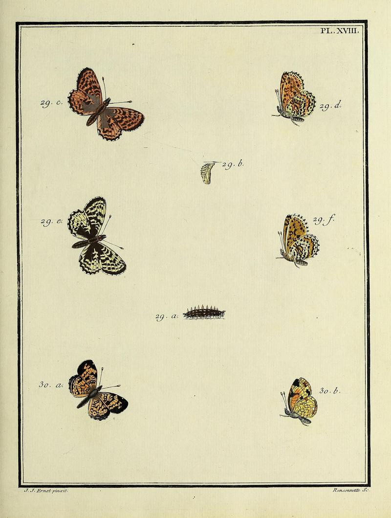 Papillons d'Europe, peints d'après nature.PlateXVIII