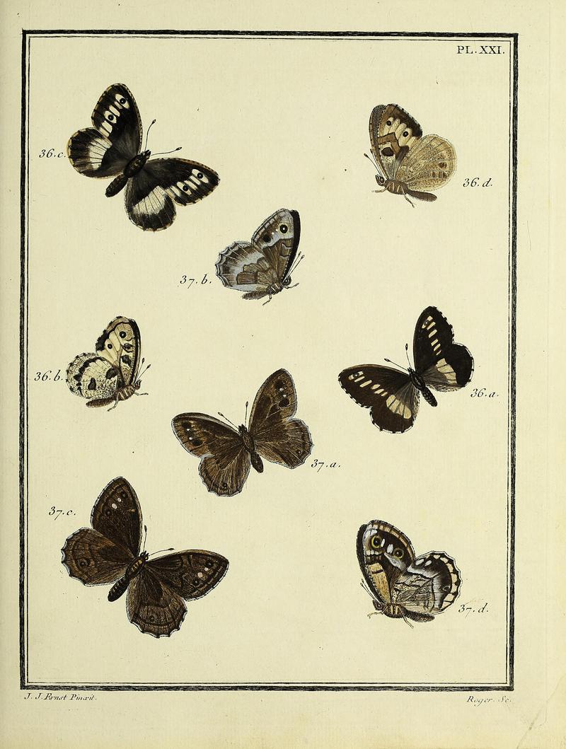 Papillons d'Europe, peints d'après nature.PlateXXI
