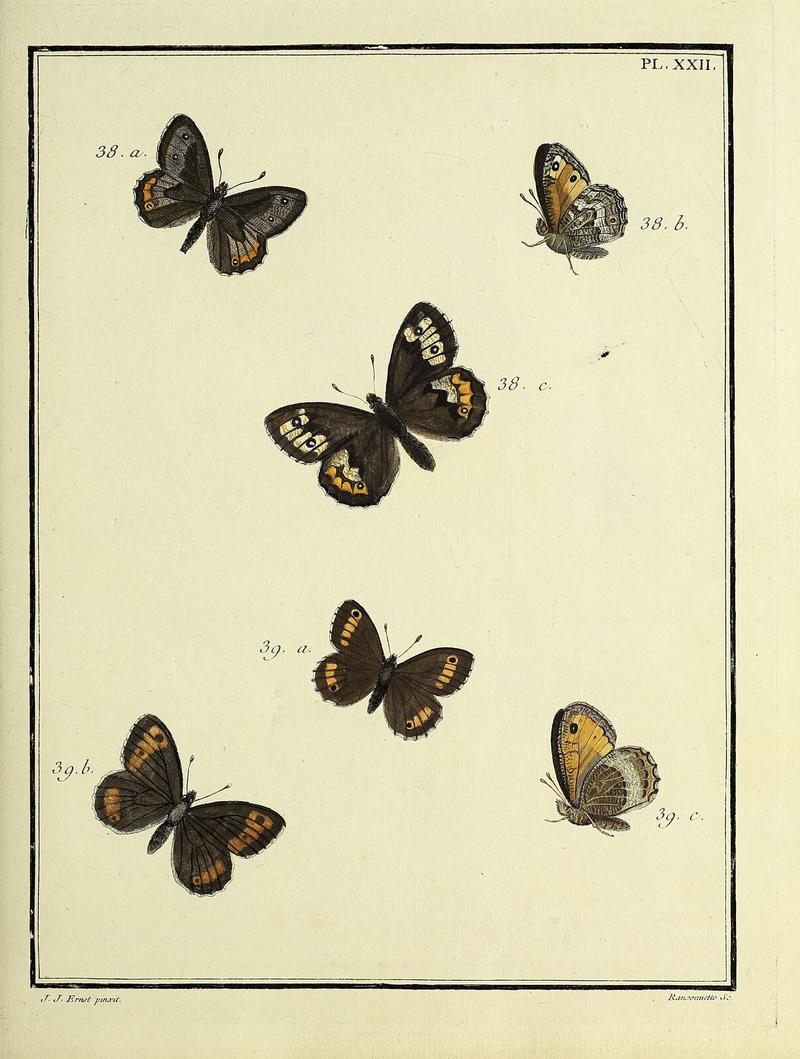 Papillons d'Europe, peints d'après nature.PlateXXII
