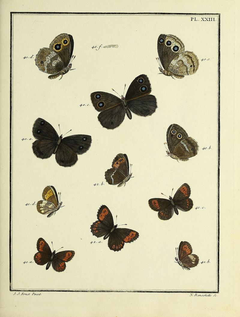 Papillons d'Europe, peints d'après nature.PlateXXIII