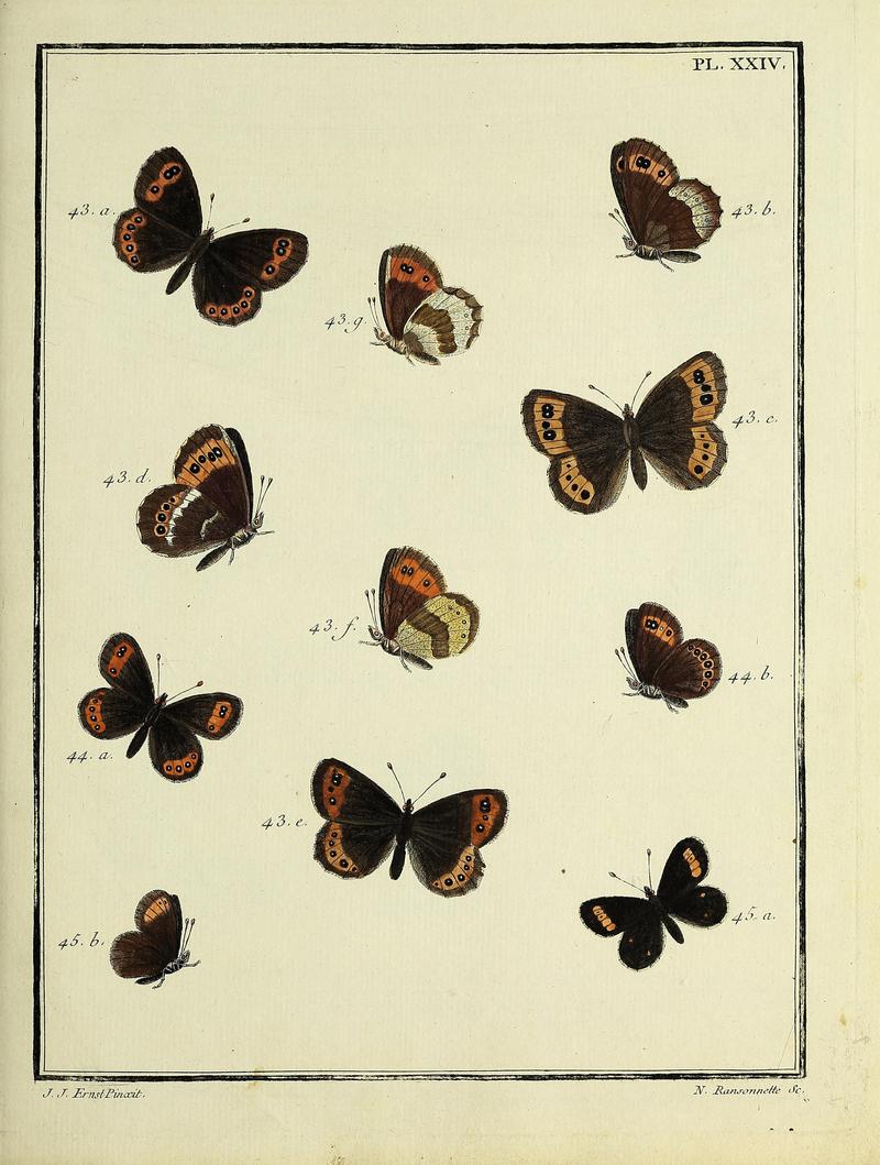 Papillons d'Europe, peints d'après nature.PlateXXIV