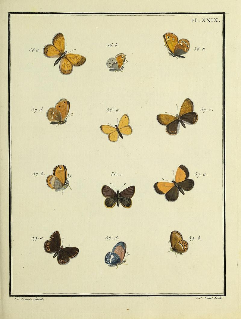 Papillons d'Europe, peints d'après nature.PlateXXIX