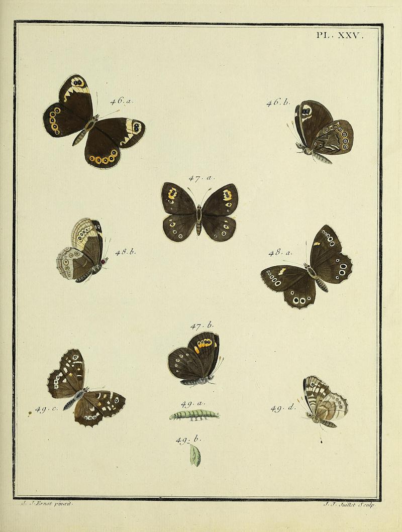 Papillons d'Europe, peints d'après nature.PlateXXV