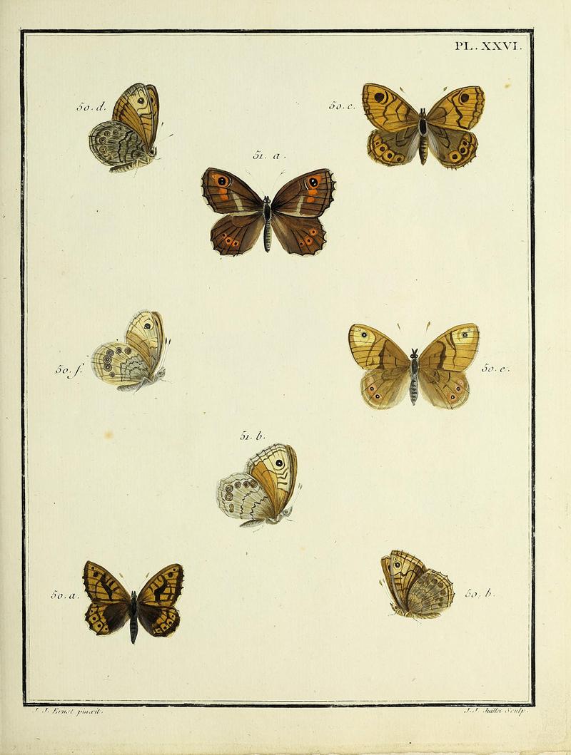 Papillons d'Europe, peints d'après nature.PlateXXVI