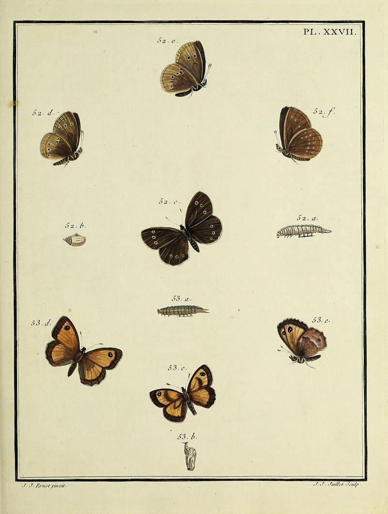 Papillons d'Europe, peints d'après nature.PlateXXVII