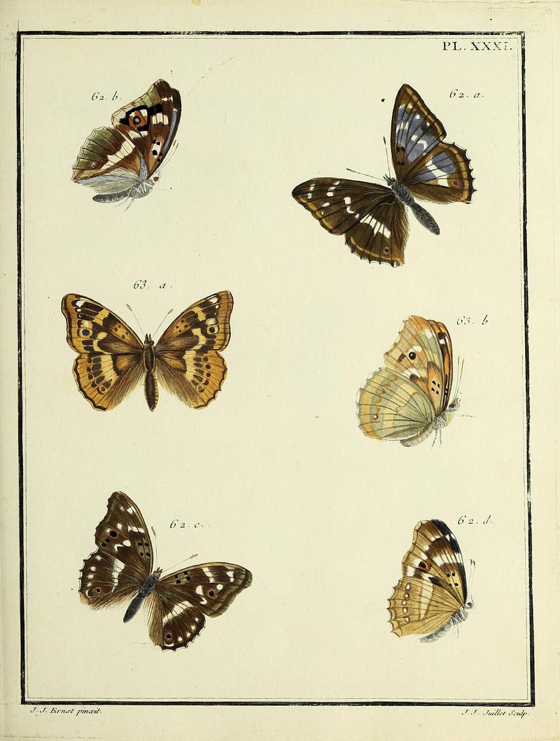 Papillons d'Europe, peints d'après nature.PlateXXXI