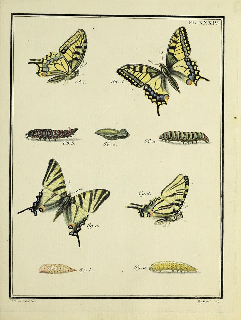 Papillons d'Europe, peints d'après nature.PlateXXXIV