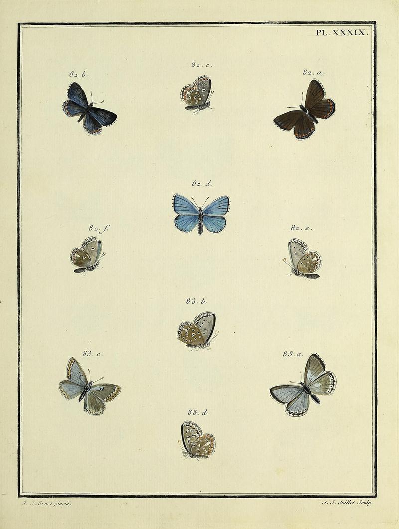 Papillons d'Europe, peints d'après nature.PlateXXXIX