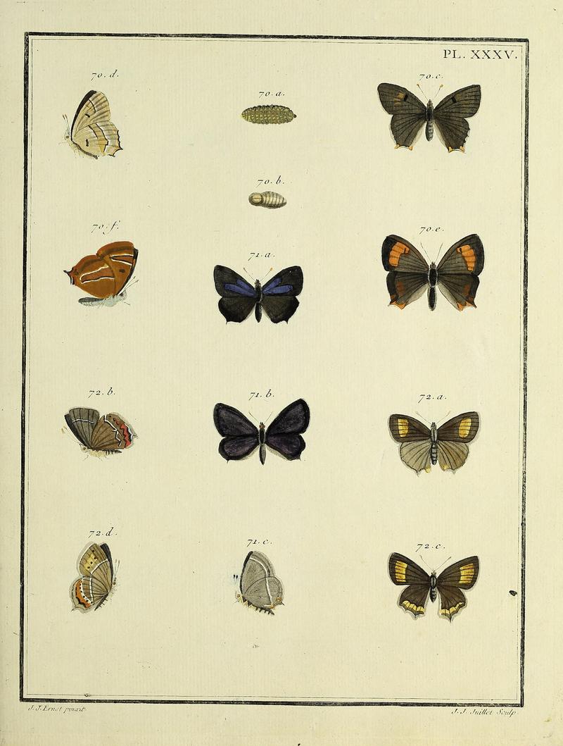 Papillons d'Europe, peints d'après nature.PlateXXXV