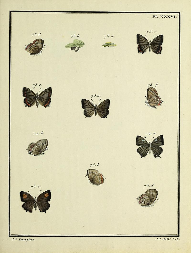 Papillons d'Europe, peints d'après nature.PlateXXXVI