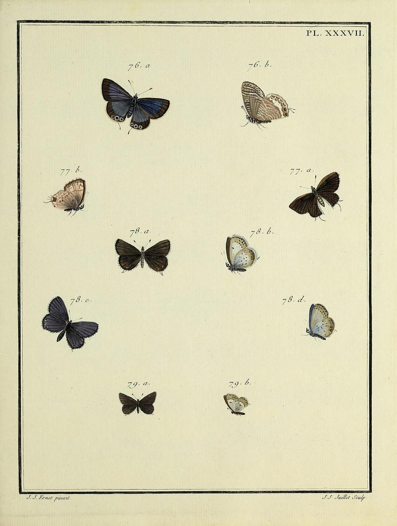Papillons d'Europe, peints d'après nature.PlateXXXVII