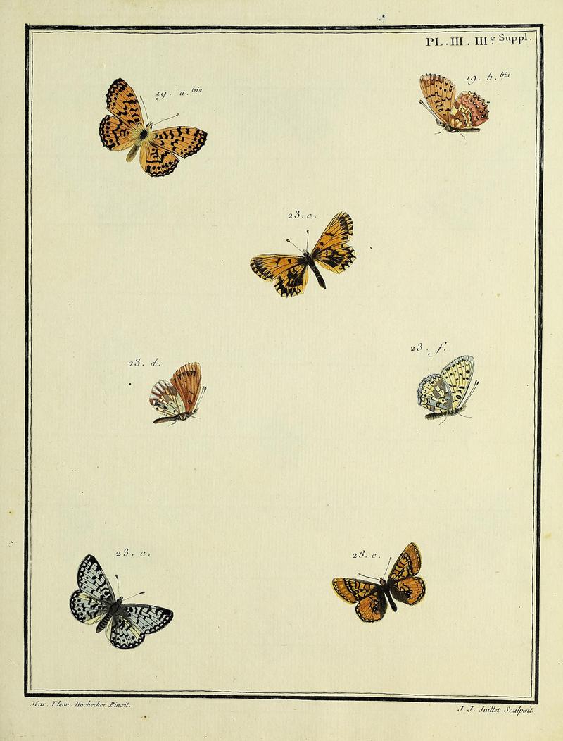 Papillons d'Europe, peints d'après nature.Plate III ISupplement III