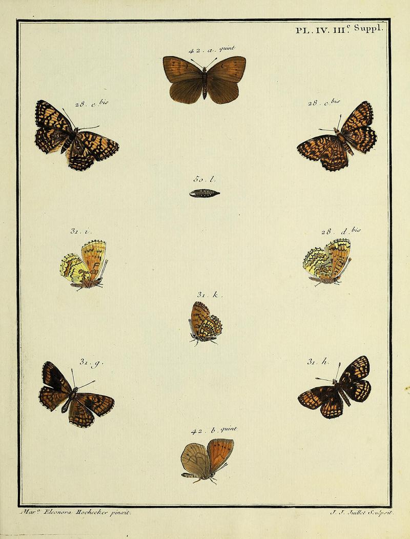 Papillons d'Europe, peints d'après nature.Plate IV ISupplement III