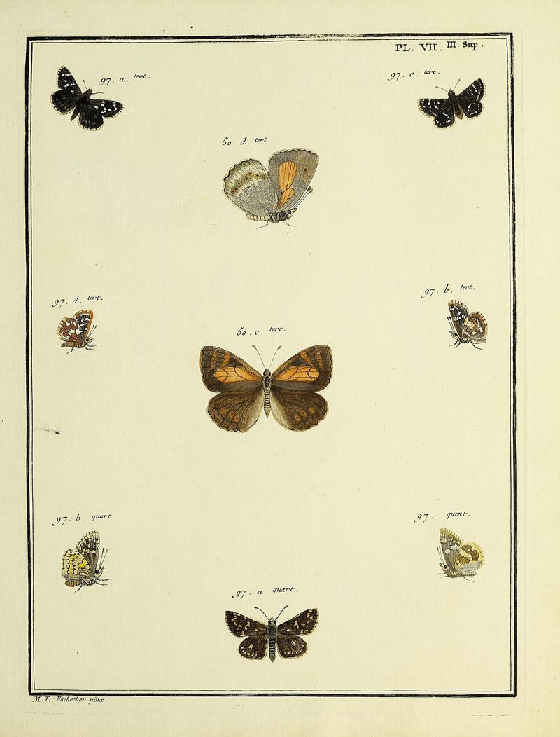 Papillons d'Europe, peints d'après nature.Plate VII Supplement III
