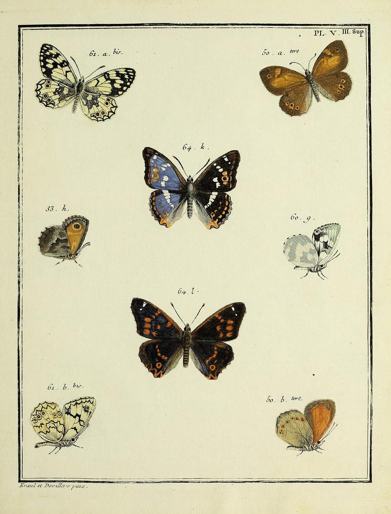 Papillons d'Europe, peints d'après nature.Plate V Supplement III