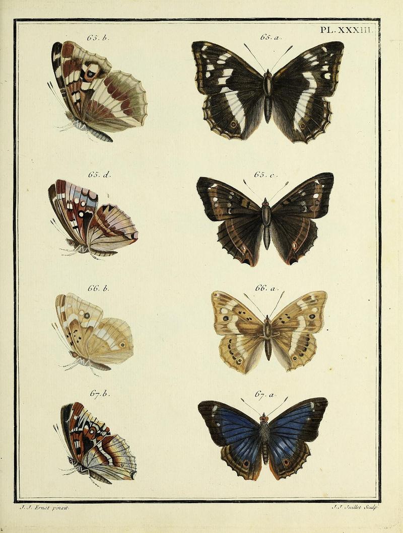 Papillons d'Europe Plate XXXIII