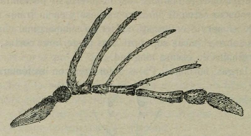 Parablastothrix vespertinus male antenna Fauna ibérica p254 BHL10940309