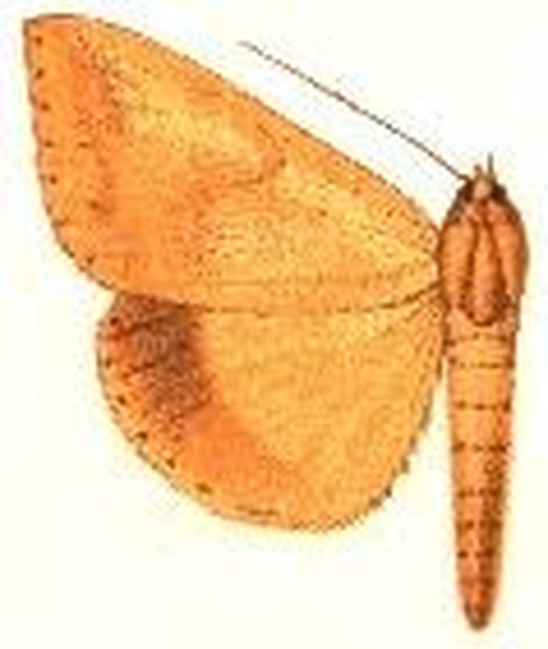 Parachalciope agonia
