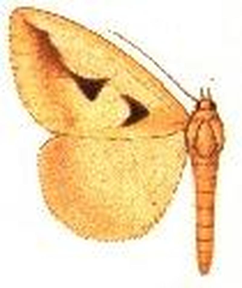 Parachalciope monoplaneta