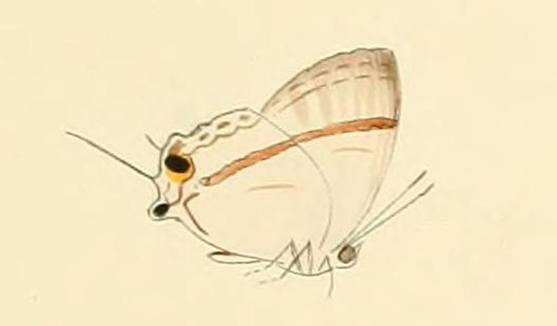 Paradeudorix eleala