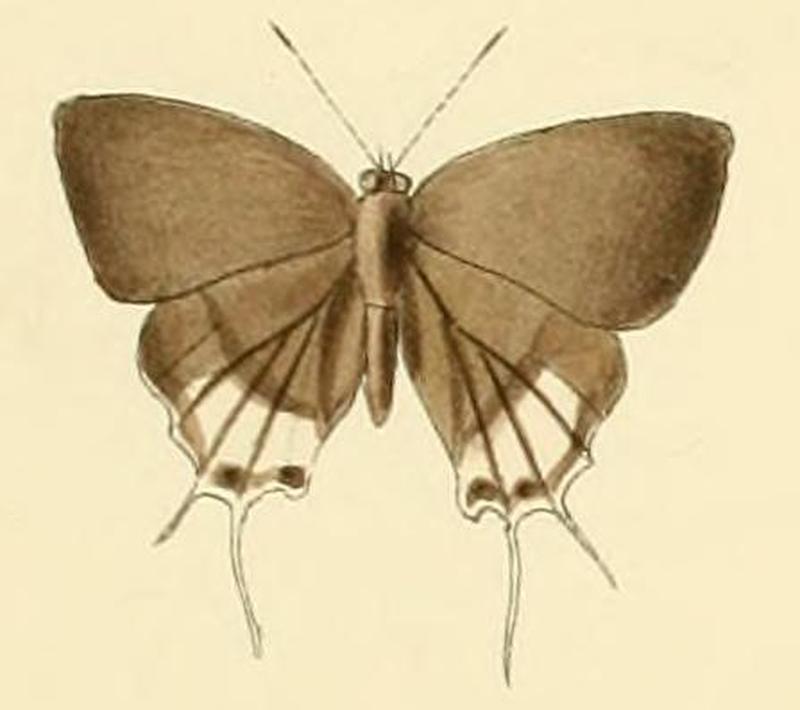 Paradeudorix eleala1