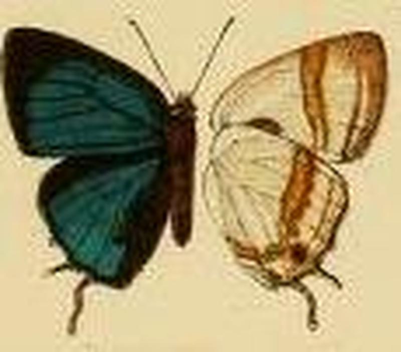 Paradeudorix ituri
