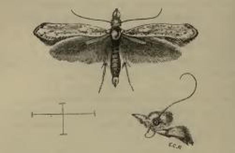 Paradoxus osyridellus