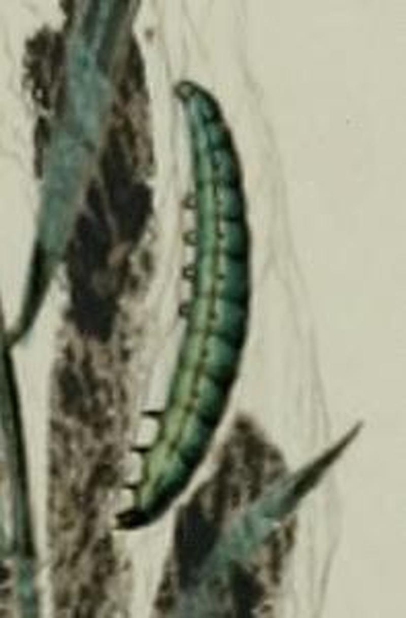 Paradoxus osyridellus larva1