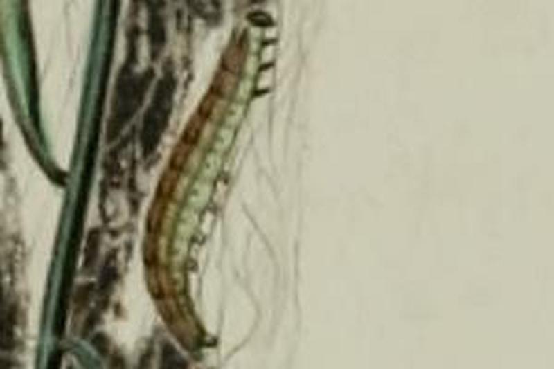 Paradoxus osyridellus larva3