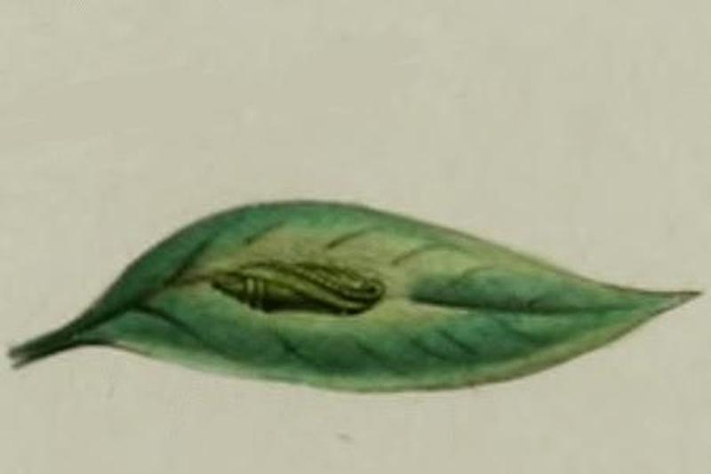 Paradoxus osyridellus pupa