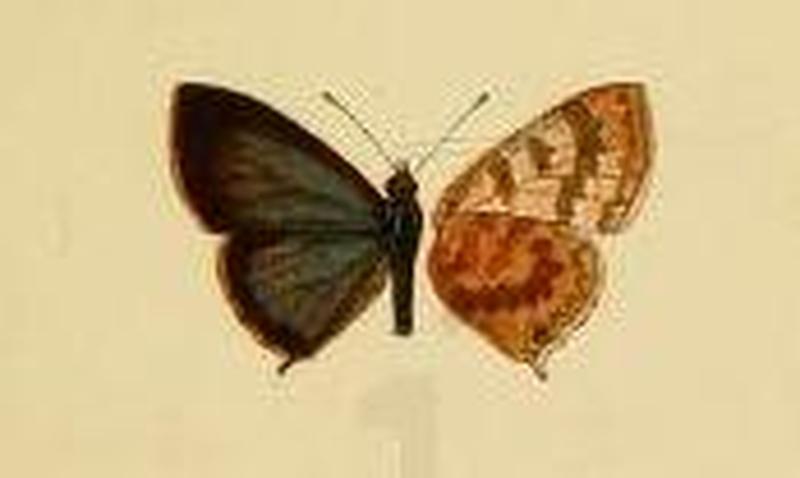 Paraduba owgarra