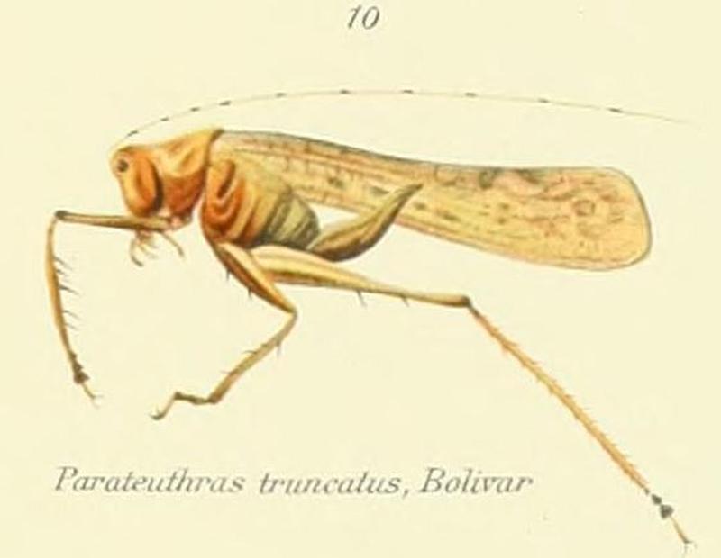Parahexacentrus paradoxus