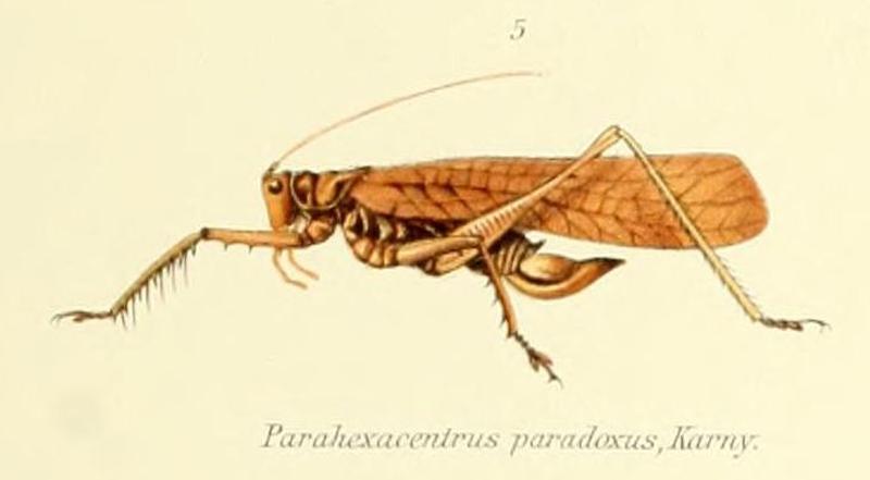 Parahexacentrus paradoxus (Karny, 1907)