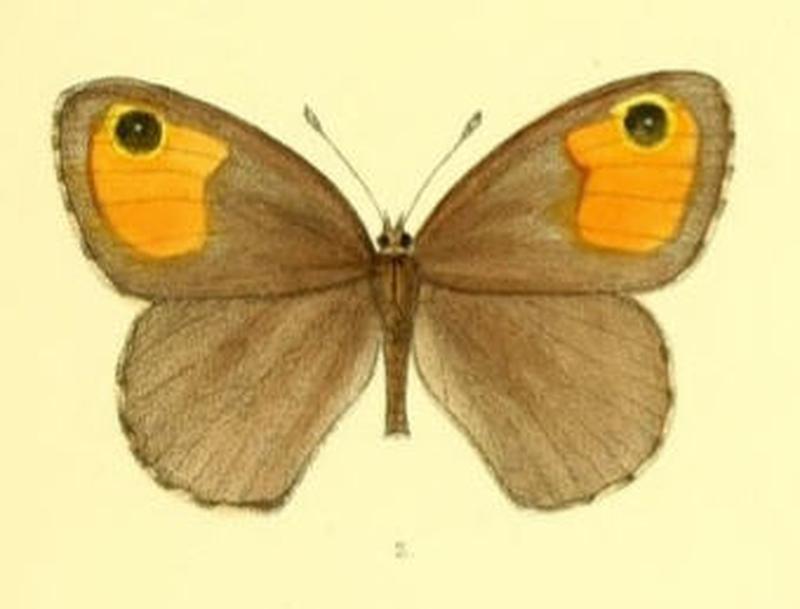ParalasaMani118 2