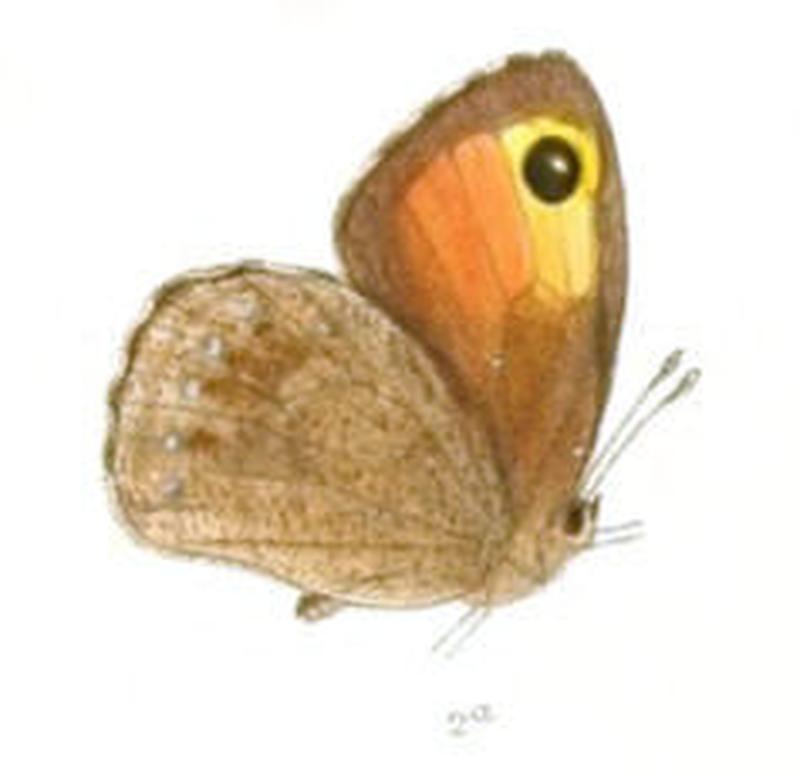 ParalasaMani118 2a