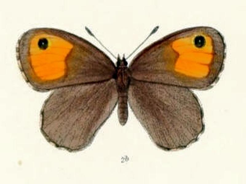 ParalasaMani118 2b