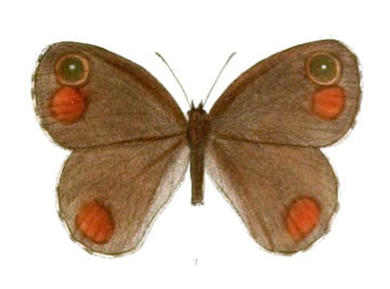 ParalasaShallada118 1