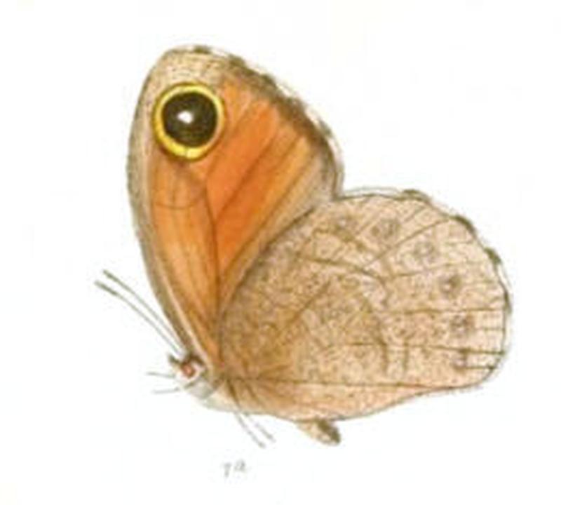 ParalasaShallada118 1a
