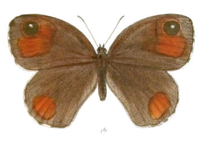 ParalasaShallada118 1b