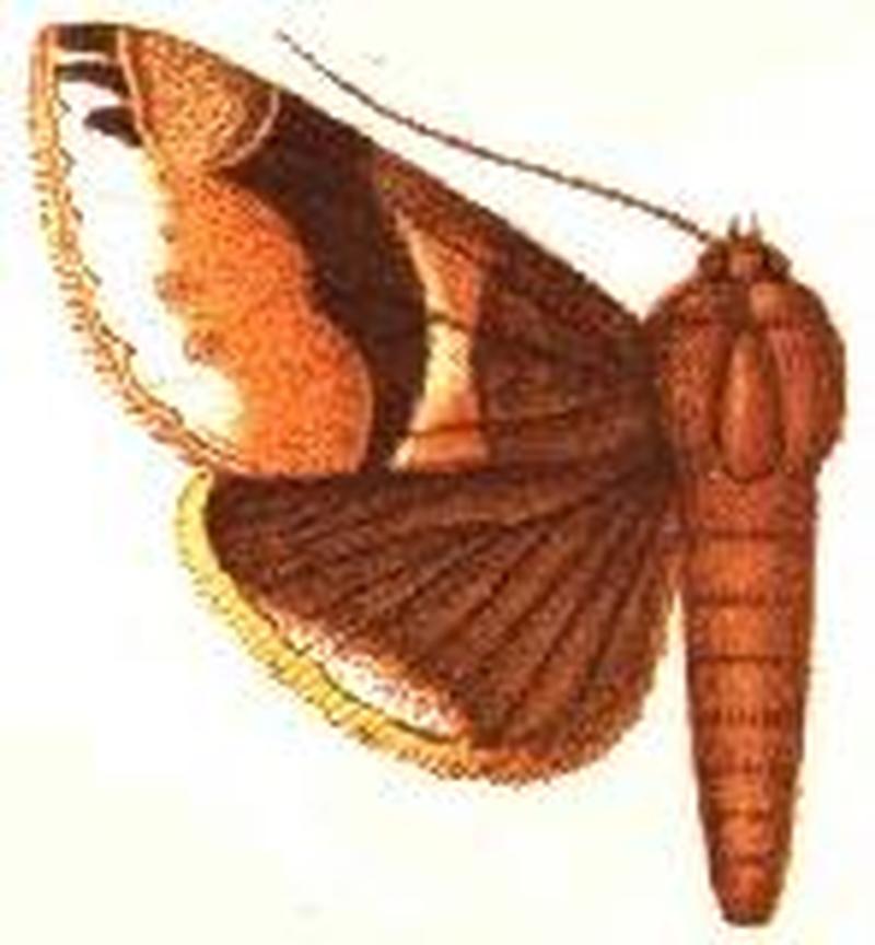 Parallelia albocincta