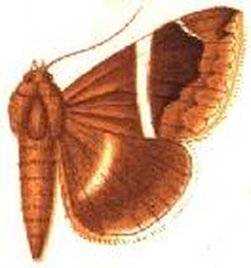 Parallelia arctotaenia