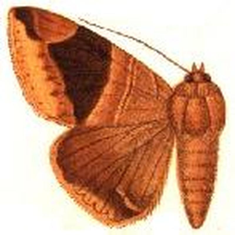 Parallelia axiniphora