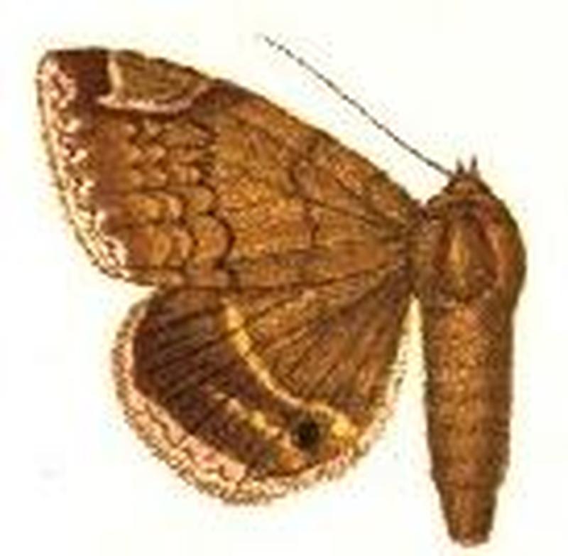 Parallelia circumsignata