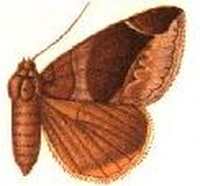 Parallelia conjunctura