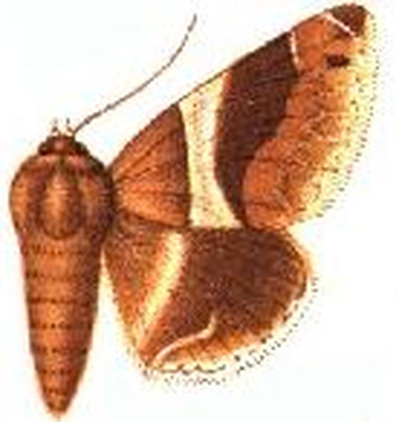 Parallelia constricta