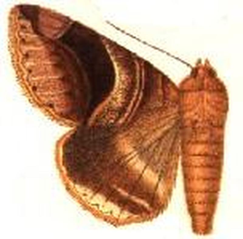 Parallelia copidophora