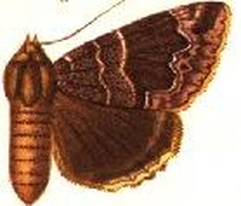 Parallelia dentilinea