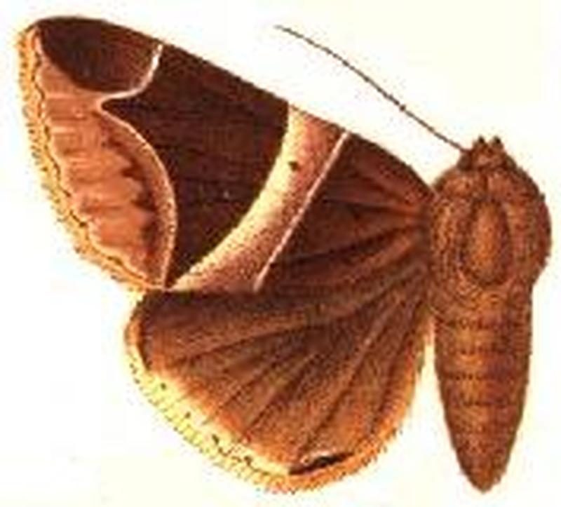 Parallelia expediens