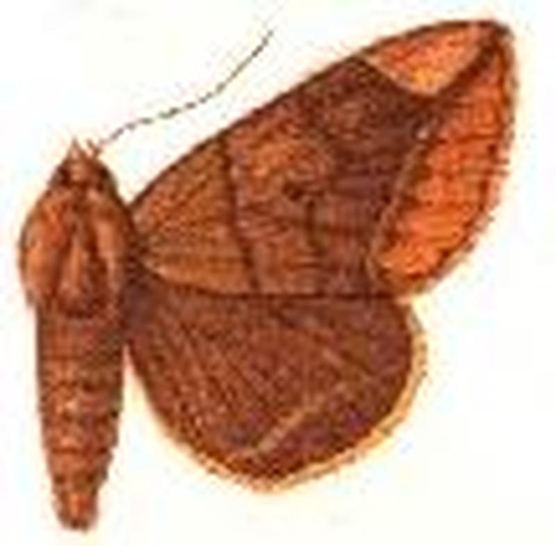 Parallelia insignifica