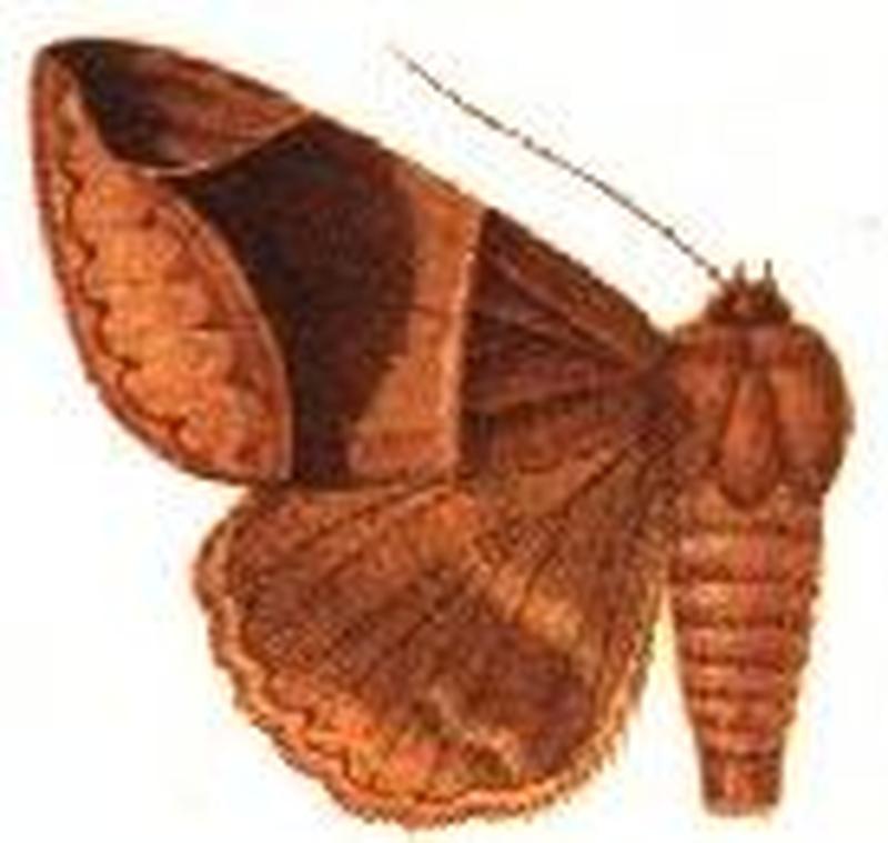 Parallelia interpensa